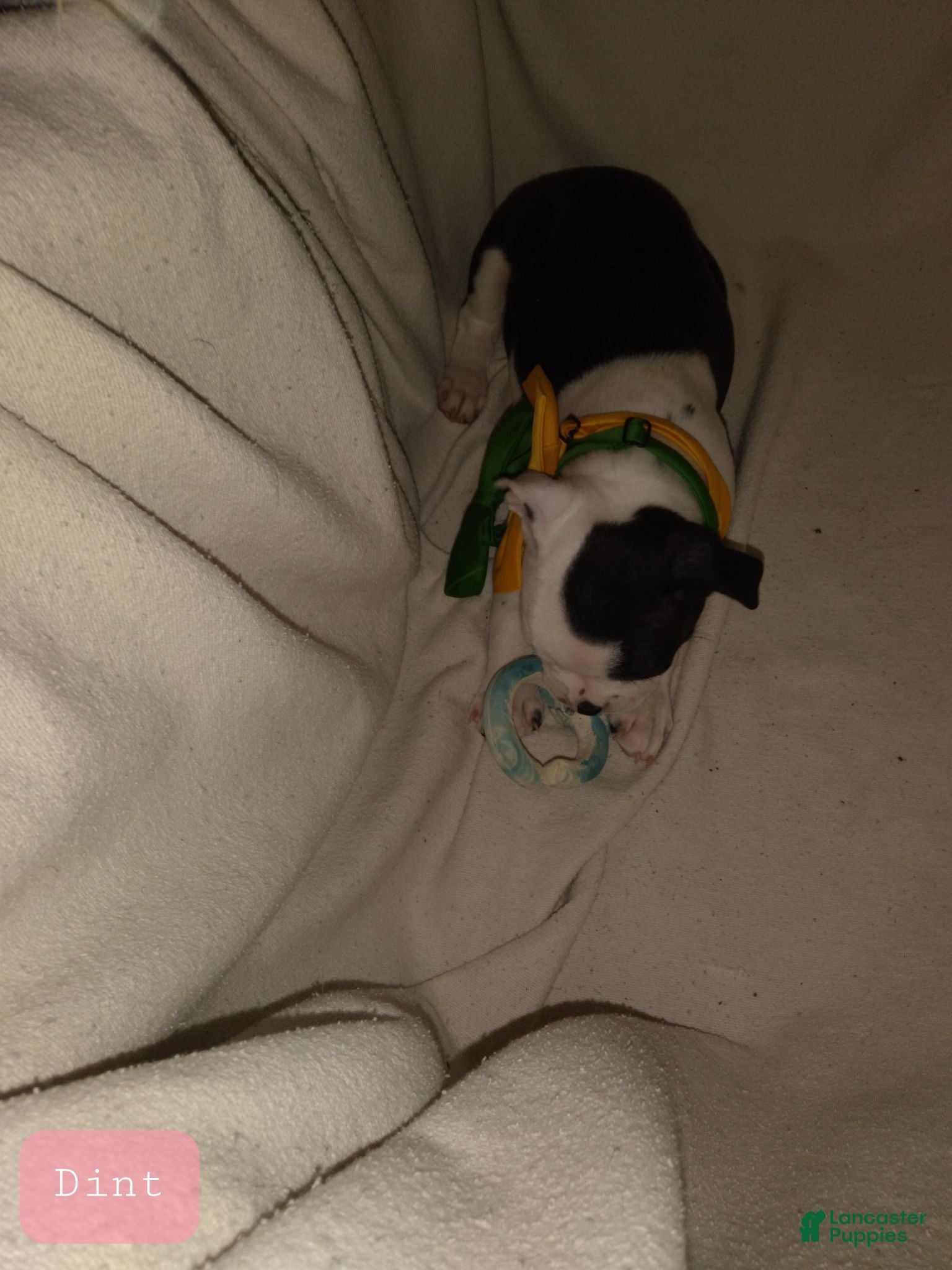 Boston Terrier dogs Dint Boston Terrier  - Ad 31