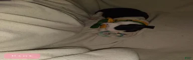 Dint Boston Terrier 