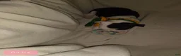 Boston Terrier dogs for sale: Dint Boston Terrier  - Ad 1