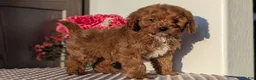 Cavapoo dogs for sale: Turbo  - Ad 3