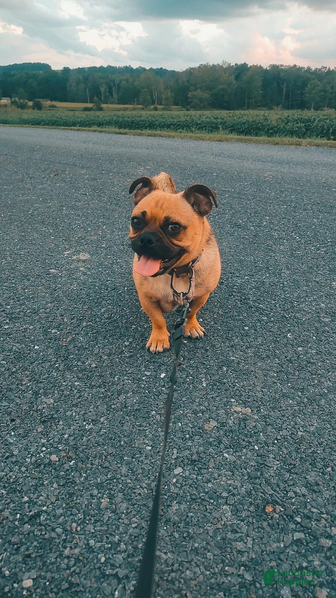 Jug dogs for sale: Boots - Ad 2