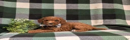 Miniature Poodle dogs for sale: Cosmo - Ad 3