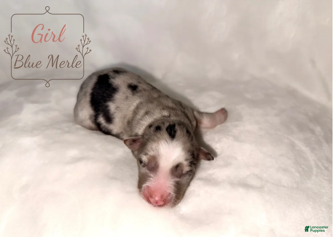 Australian Shepherd dogs for sale: Swiss - Ad 2
