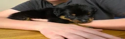 Rottweiler dogs for sale: Rottweiler Puppy 3 - Ad 5