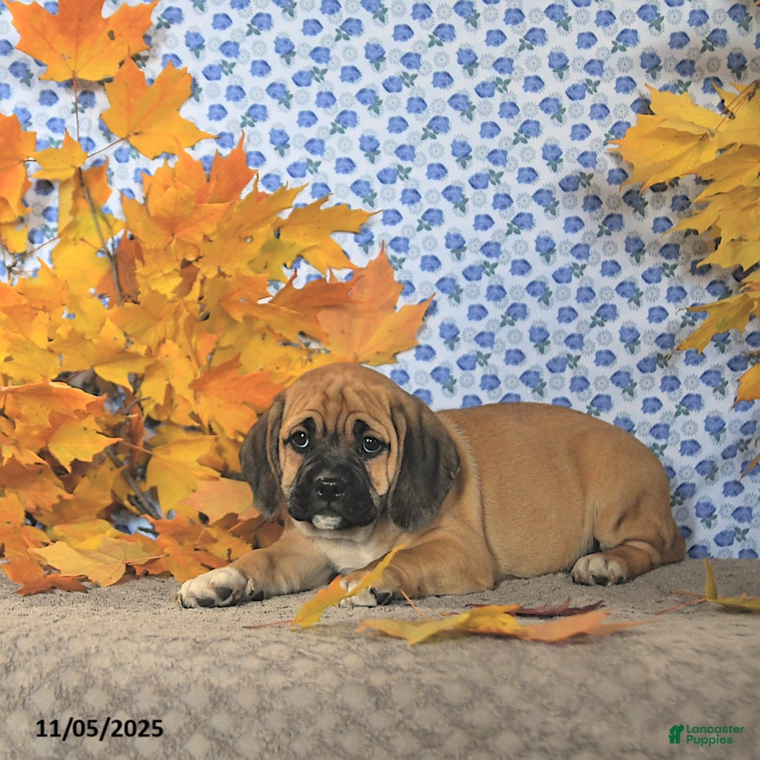 Puggle dogs for sale: Herbo - Ad 9