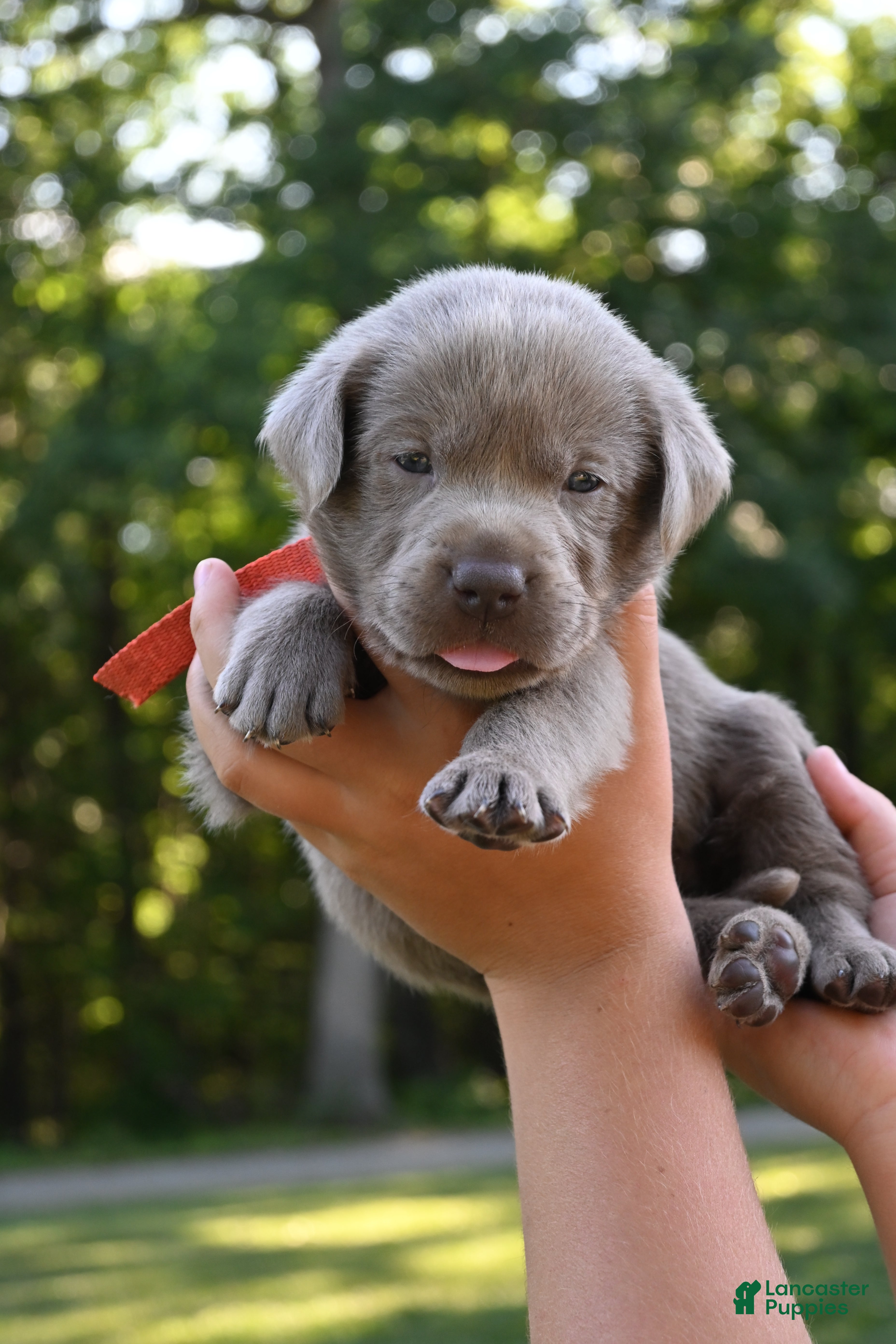 Labrador Retriever dogs Orange (silver) - Ad 1