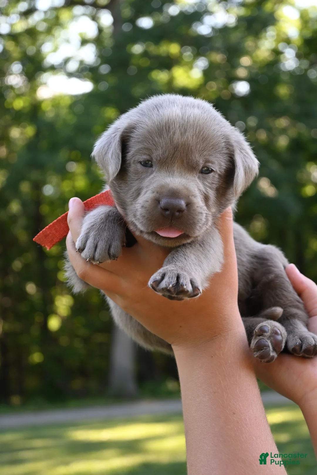 Labrador Retriever dogs for sale: Orange (silver) - Ad 1