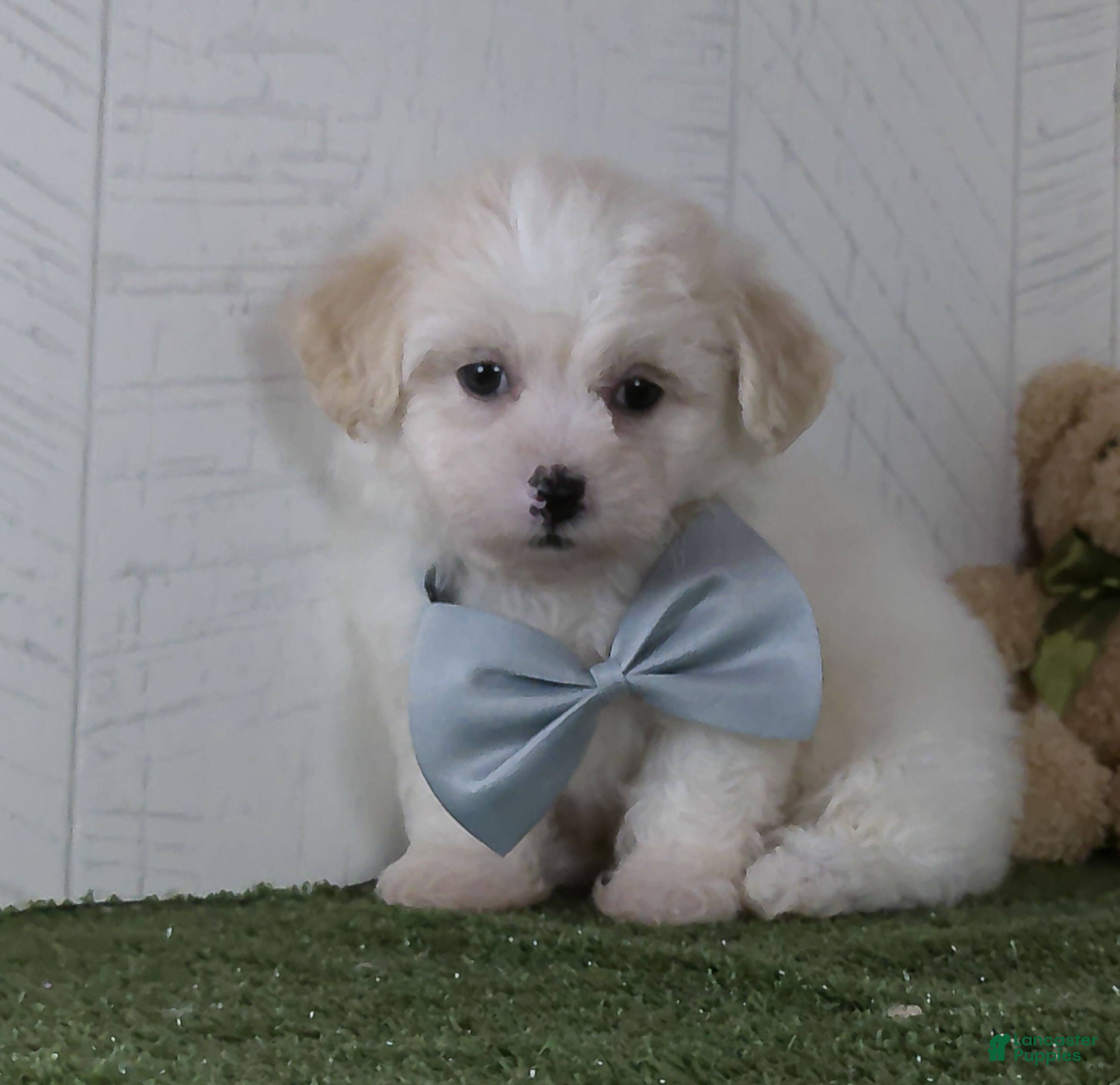 Teddy Bear dogs Noah - Ad 2