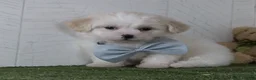 Teddy Bear dogs for sale: Noah - Ad 2