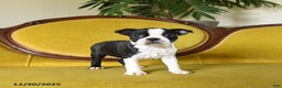 Boston Terrier dogs for sale: Prancer - Ad 7