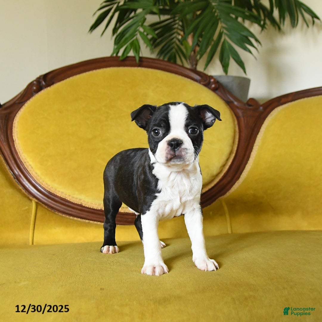 Boston Terrier dogs for sale: Prancer - Ad 7