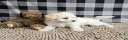 Bichon Frise dogs for sale: Lilly - Ad 3