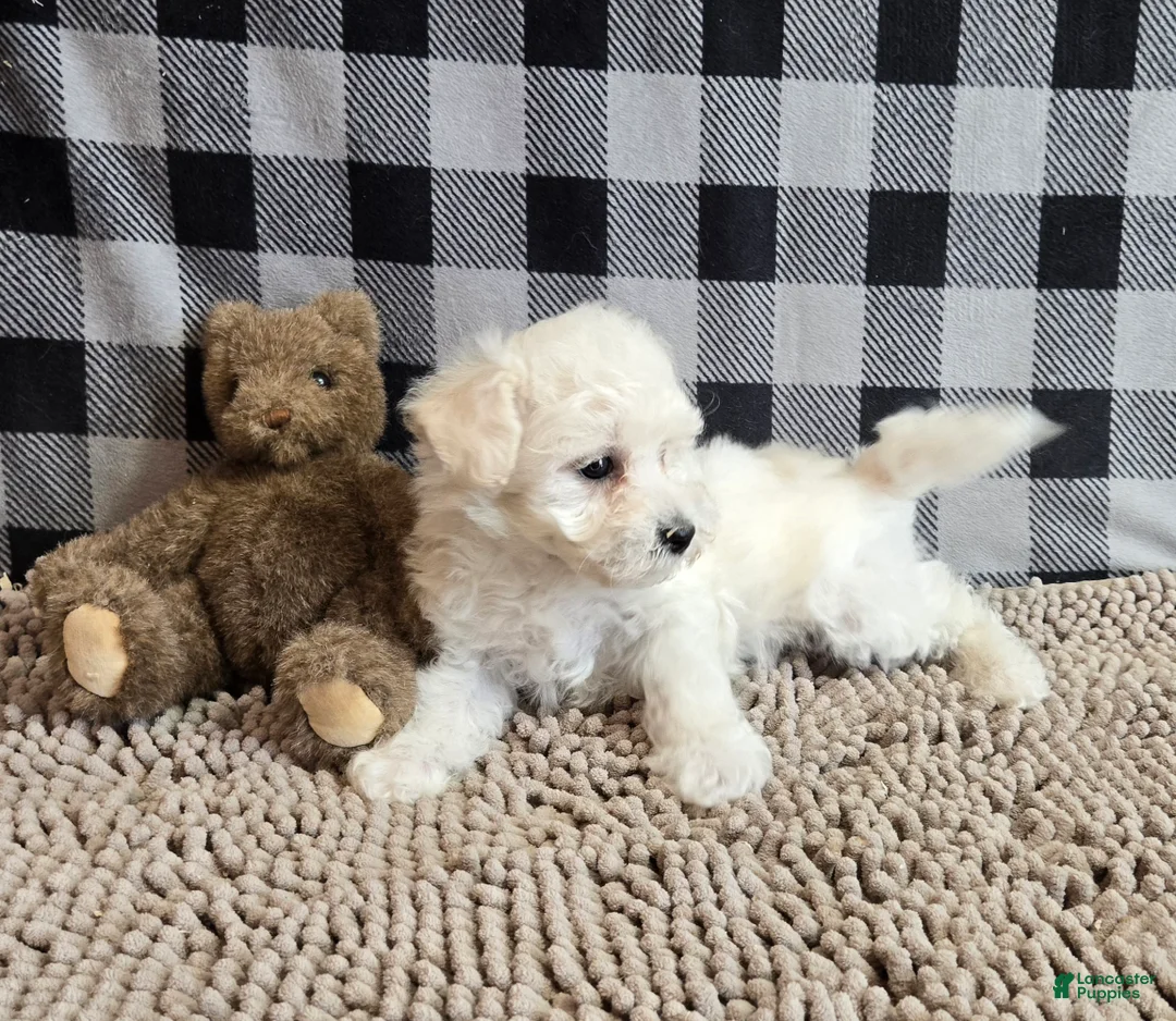 Bichon Frise dogs for sale: Lilly - Ad 3