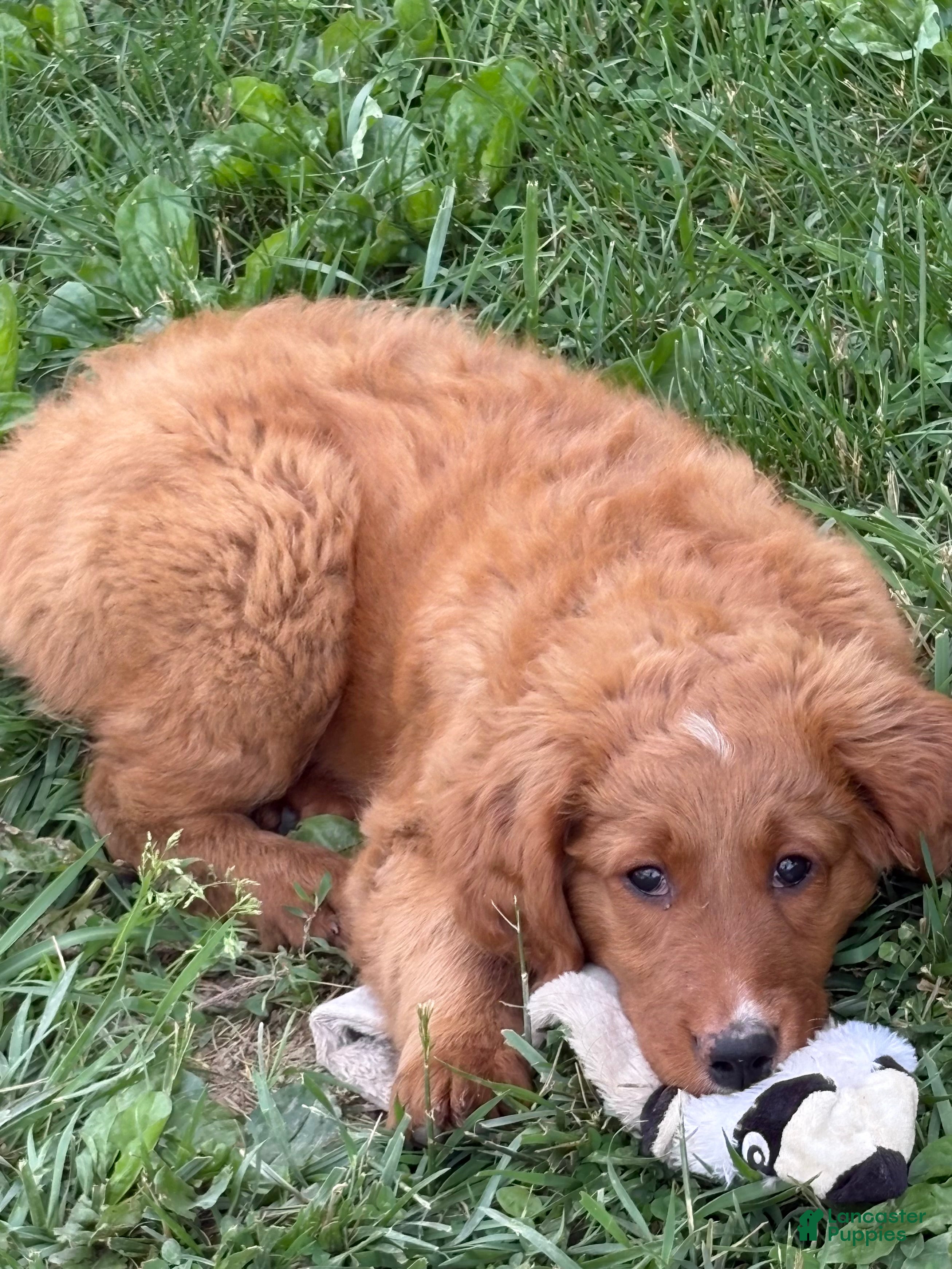 Goldendoodle dogs Ella - Ad 1