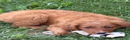 Goldendoodle dogs for sale: Ella - Ad 2
