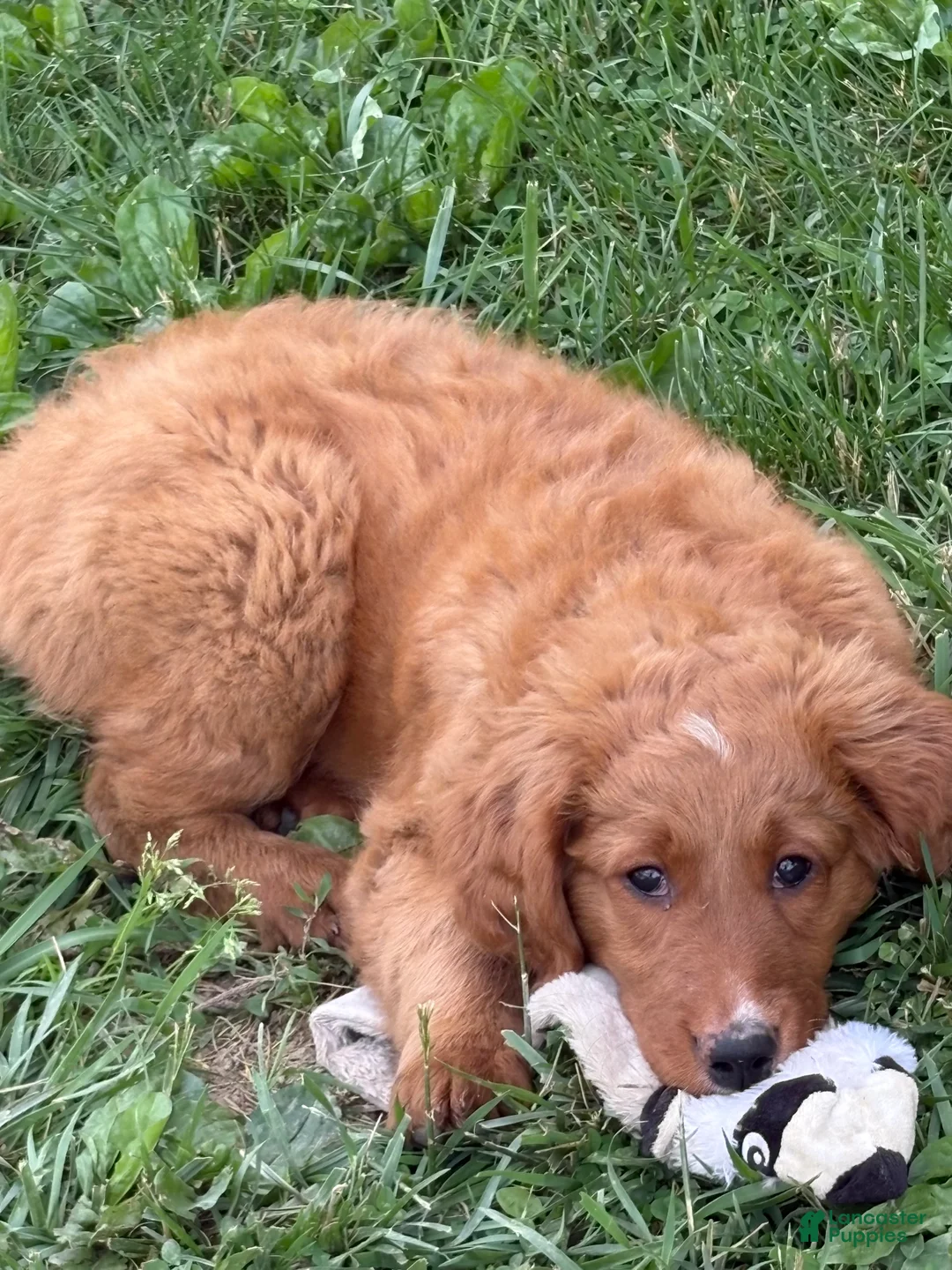 Goldendoodle dogs for sale: Ella - Ad 2