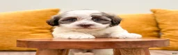 Havanese dogs for sale: Buster - Ad 4