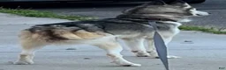 Mixed Breed dogs for sale: Bruno  - Ad 2