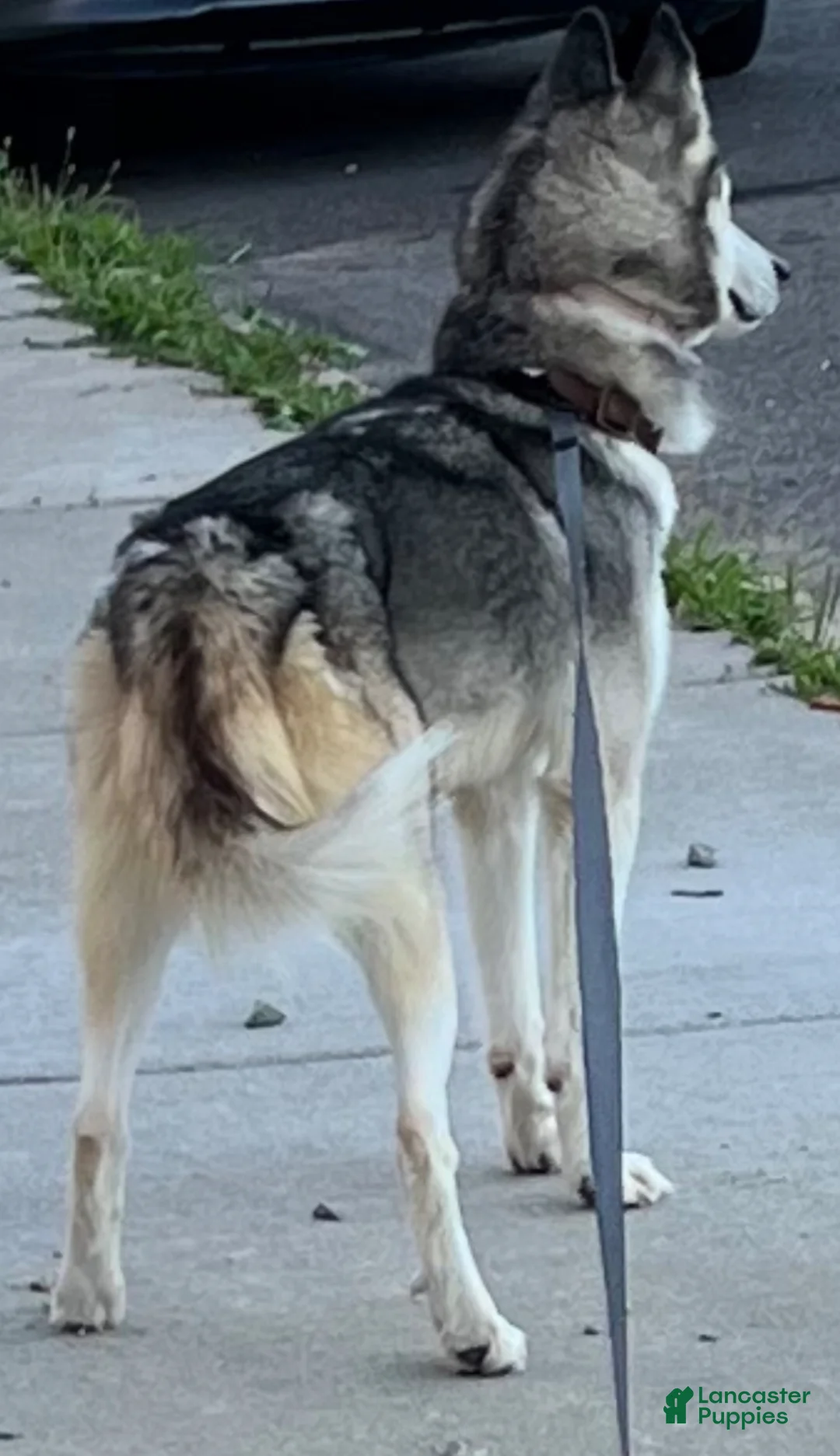 Mixed Breed dogs for sale: Bruno  - Ad 2