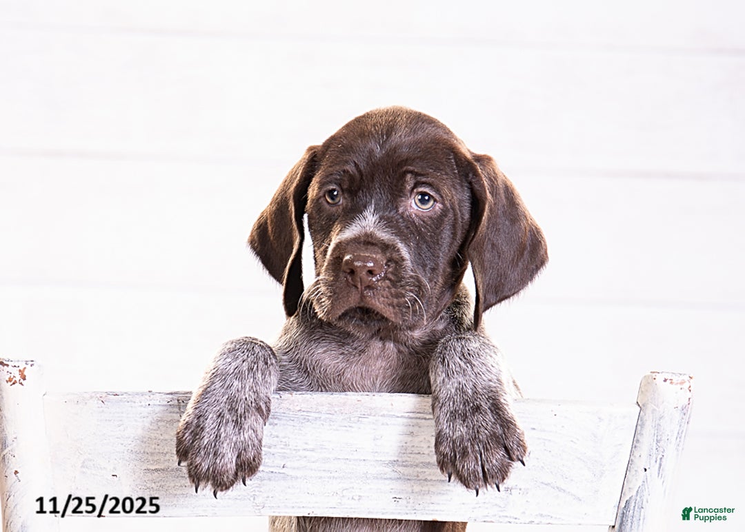 Mixed Breed dogs for sale: Remi - Ad 5