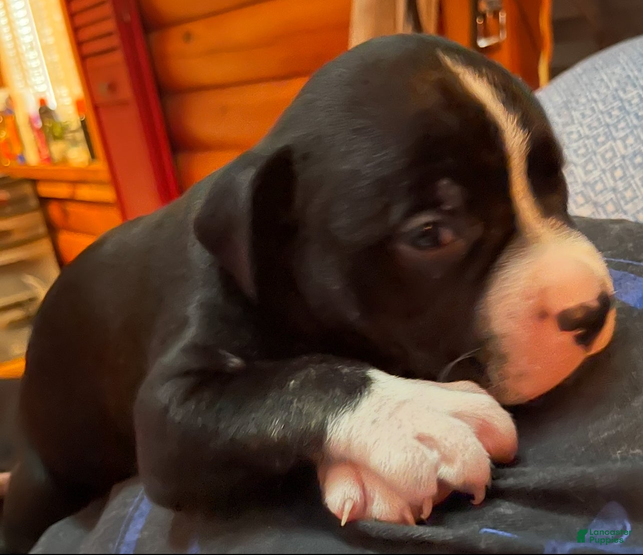 Mixed Breed dogs Mixed Breed Puppy 1 - Ad 2