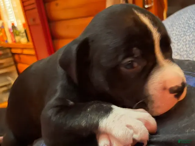 Mixed Breed dogs for sale: Mixed Breed Puppy 1 - Ad 2