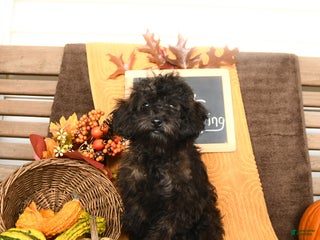 Mini Goldendoodle dogs - Ad 33