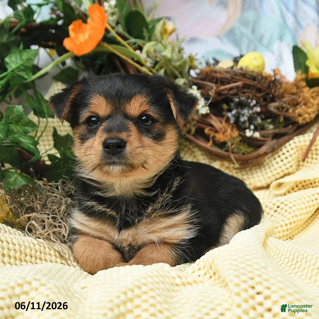 Yorkiepoo dogs for sale: Izzy - Ad 2
