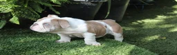 English Bulldog dogs for sale: English Bulldog Puppy 1 - Ad 4