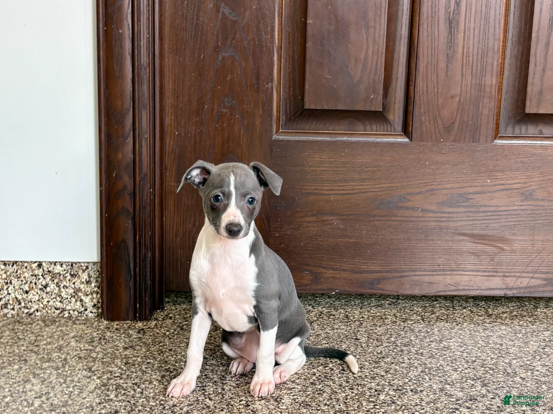 Italian Greyhound dogs for sale: Lanae - Ad 5