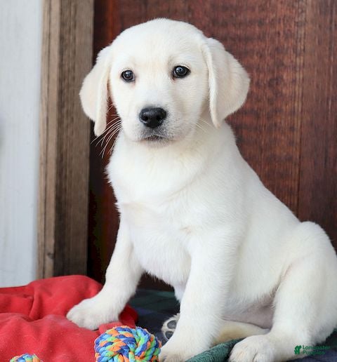 Labrador Retriever dogs Jana - Champ lines - Ad 4