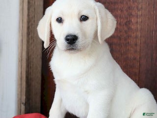 Labrador Retriever dogs Jana - Champ lines - Ad 4