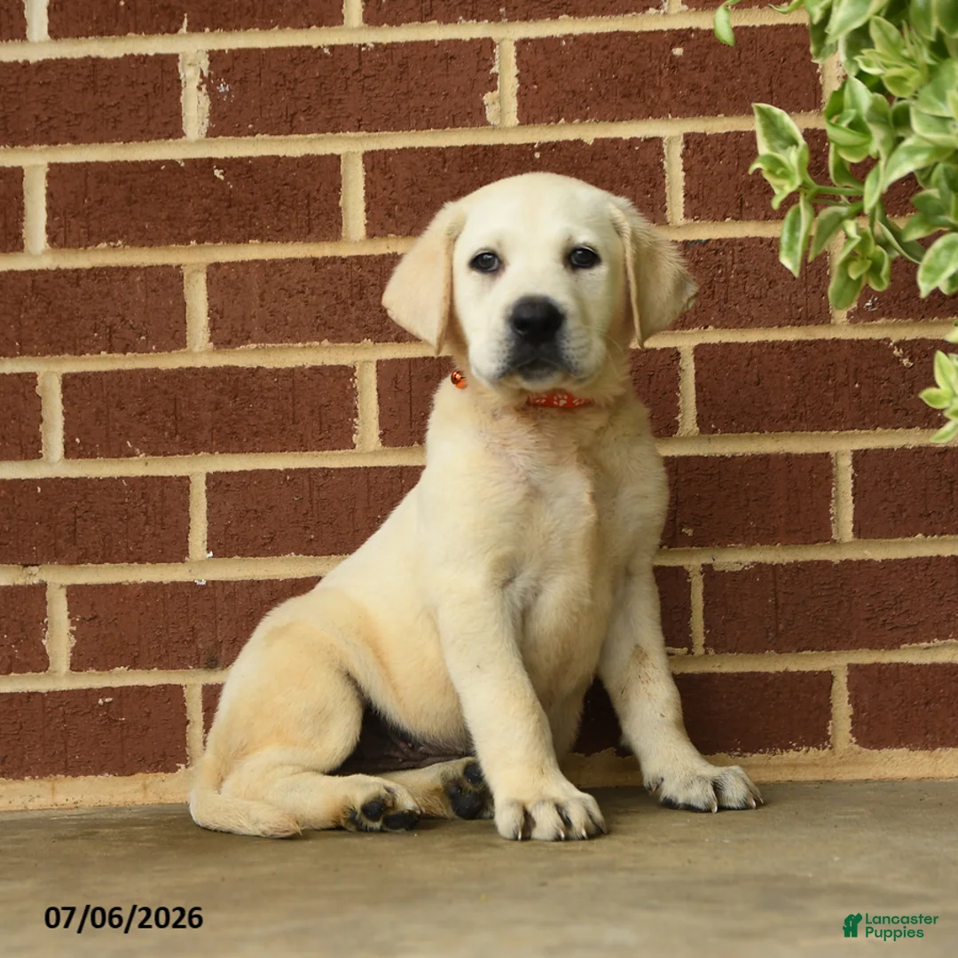 Labrador Retriever dogs for sale: Billy - Ad 1