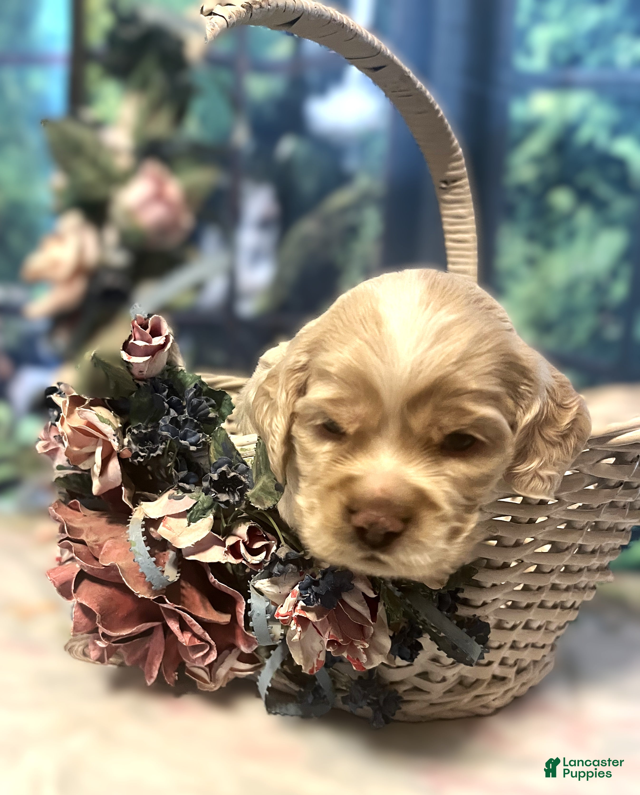 Cocker Spaniel dogs Cocker Spaniel Puppy 2 Laz - Ad 1