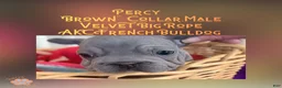French Bulldog dogs for sale: Percy “Brown” Collar, Male - Ad 19