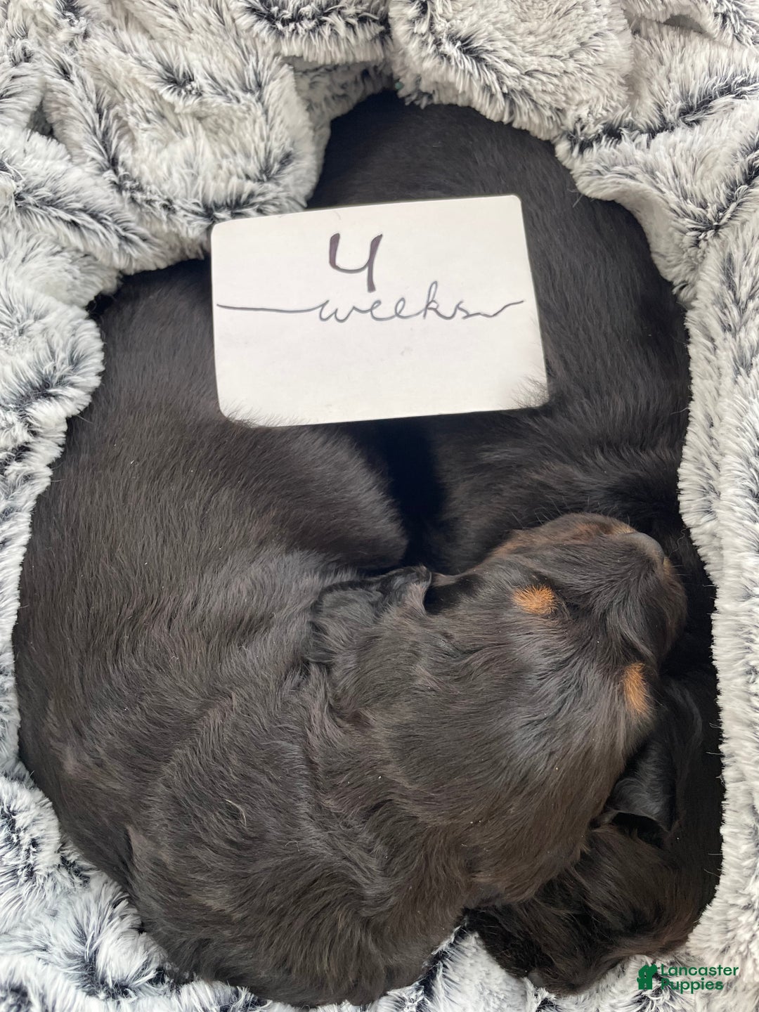 Mixed Breed dogs for sale: Otis - Ad 5