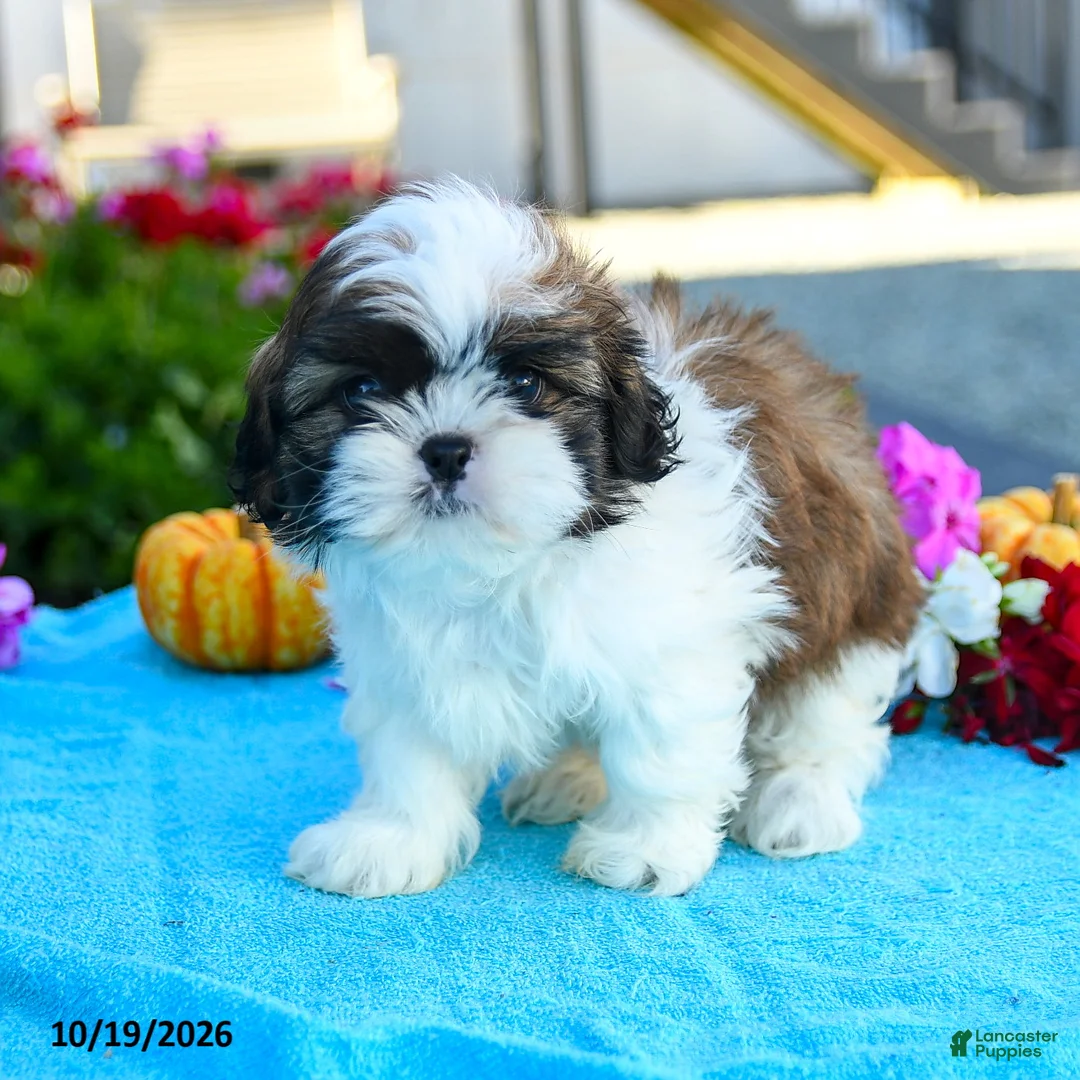 Shih Tzu dogs for sale: Allyssa - Ad 2
