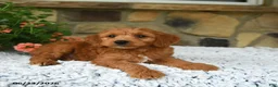 Mini Goldendoodle dogs for sale: Asher - Ad 5
