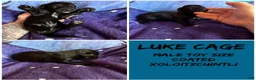Xoloitzcuintle dogs for sale: Batman and Luke cage (two male coated pups separate litter) - Ad 2