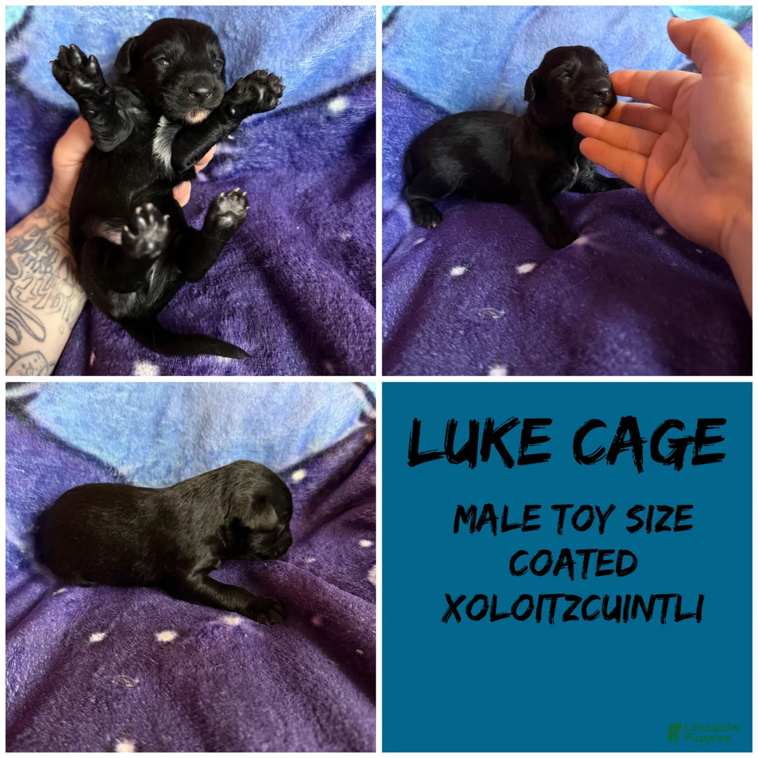 Xoloitzcuintle dogs for sale: Batman and Luke cage (two male coated pups separate litter) - Ad 2