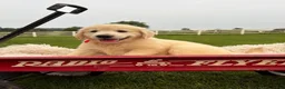 Golden Retriever dogs for sale: Gabby - Ad 7
