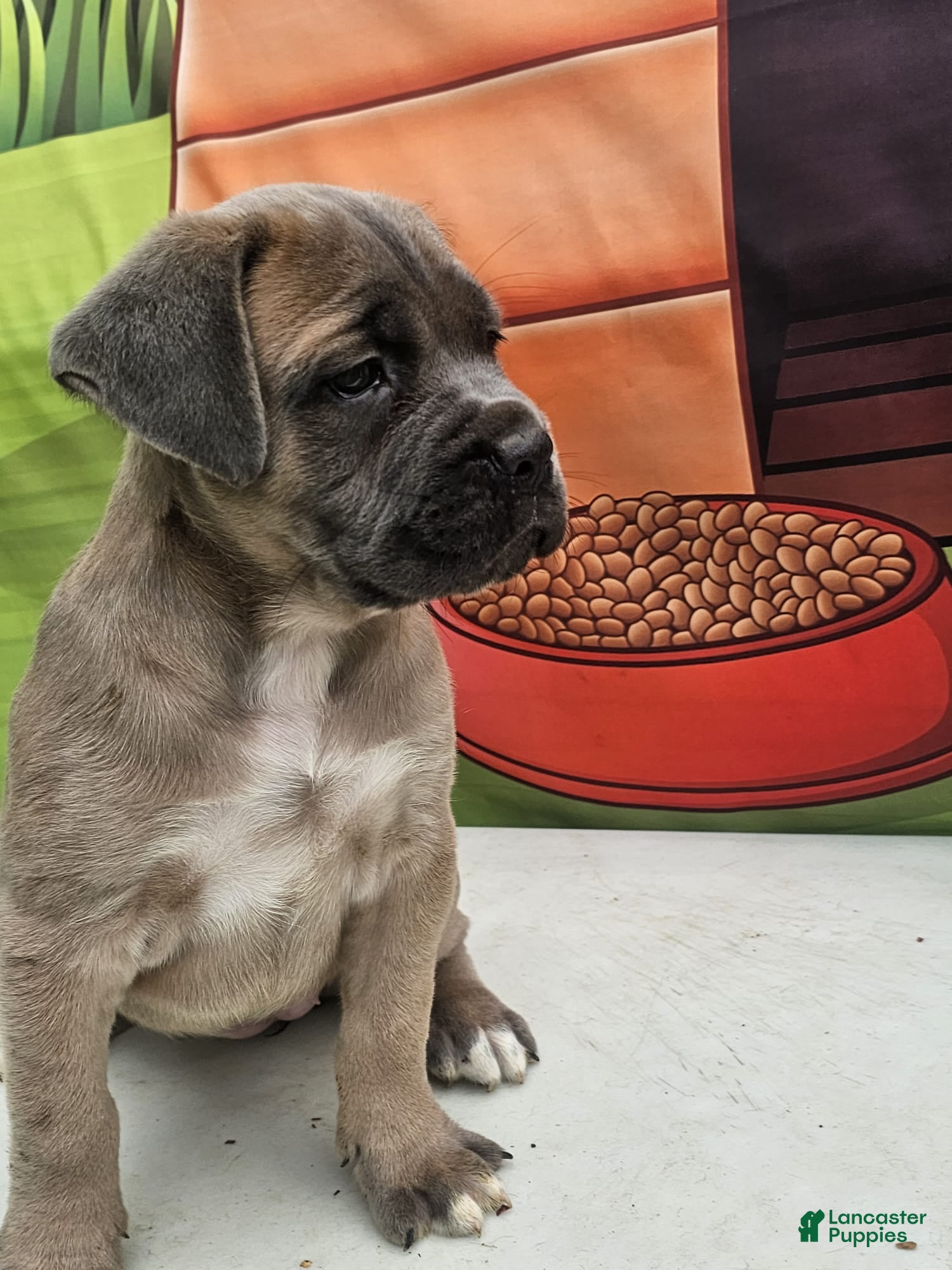 Cane Corso dogs COCO - Ad 1