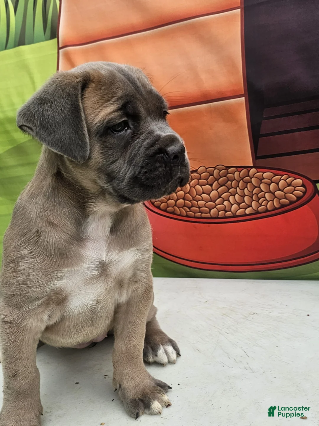 Cane Corso dogs for sale: COCO - Ad 1