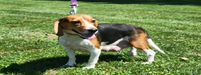 Daisy
