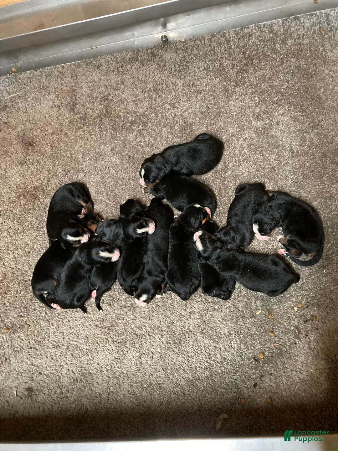Bernese Mountain Dog dogs for sale: Bernese Mountain Dog Puppy 11 - Ad 1