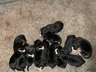 Bernese Mountain Dog dogs for sale: Bernese Mountain Dog Puppy 11 - Ad 3