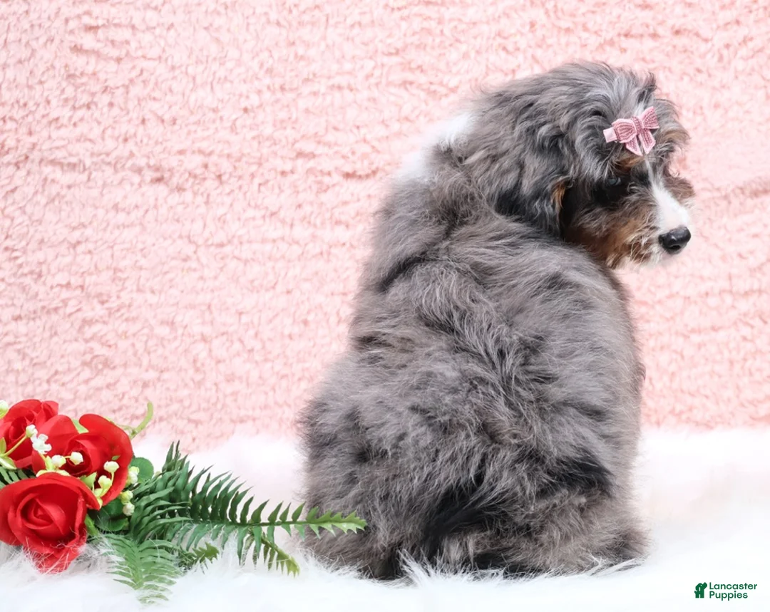 Mini Bernedoodle dogs for sale: Banjo - Ad 4
