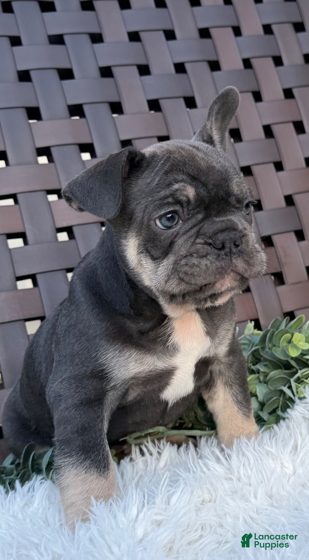 Mixed Breed dogs Mixed Breed 1 - Ad 1