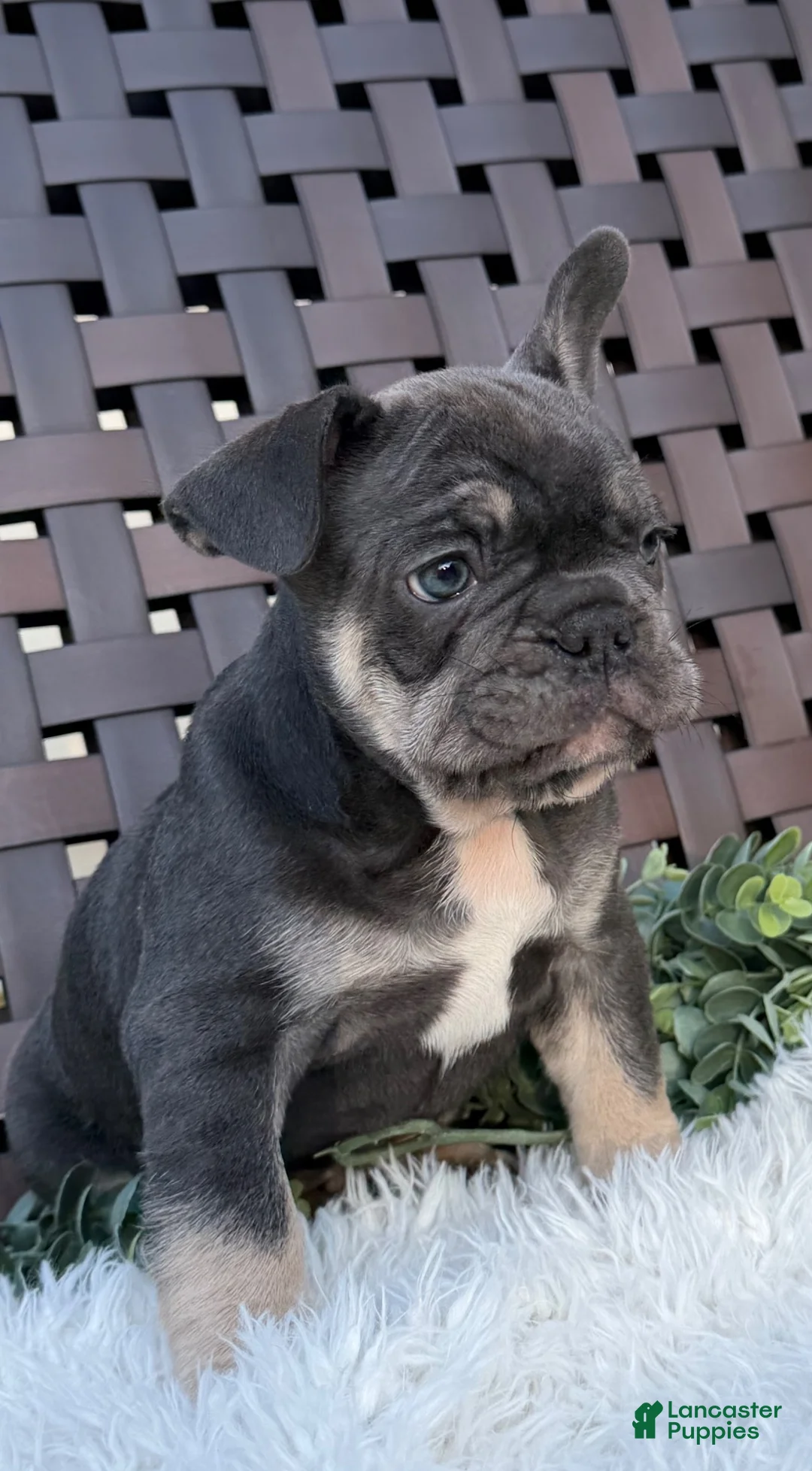 Mixed Breed dogs for sale: Mixed Breed 1 - Ad 1