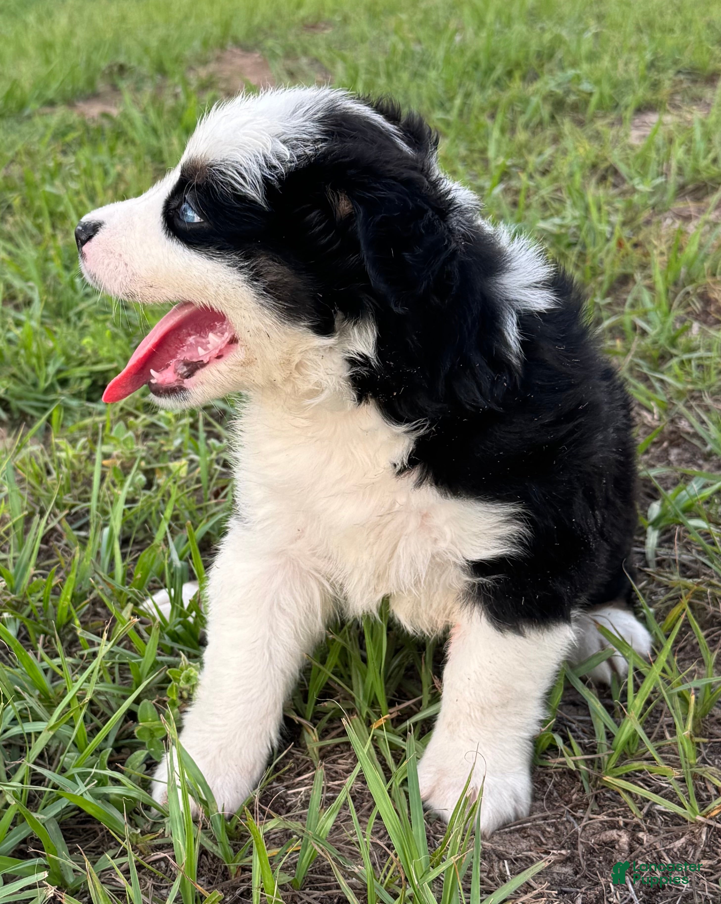 Miniature Australian Shepherd dogs Miniature Australian Shepherd 2 - Ad 2